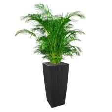 Yellow Palm In Tb-04 Pot (L28Cmxw28Cmxh55Cm)